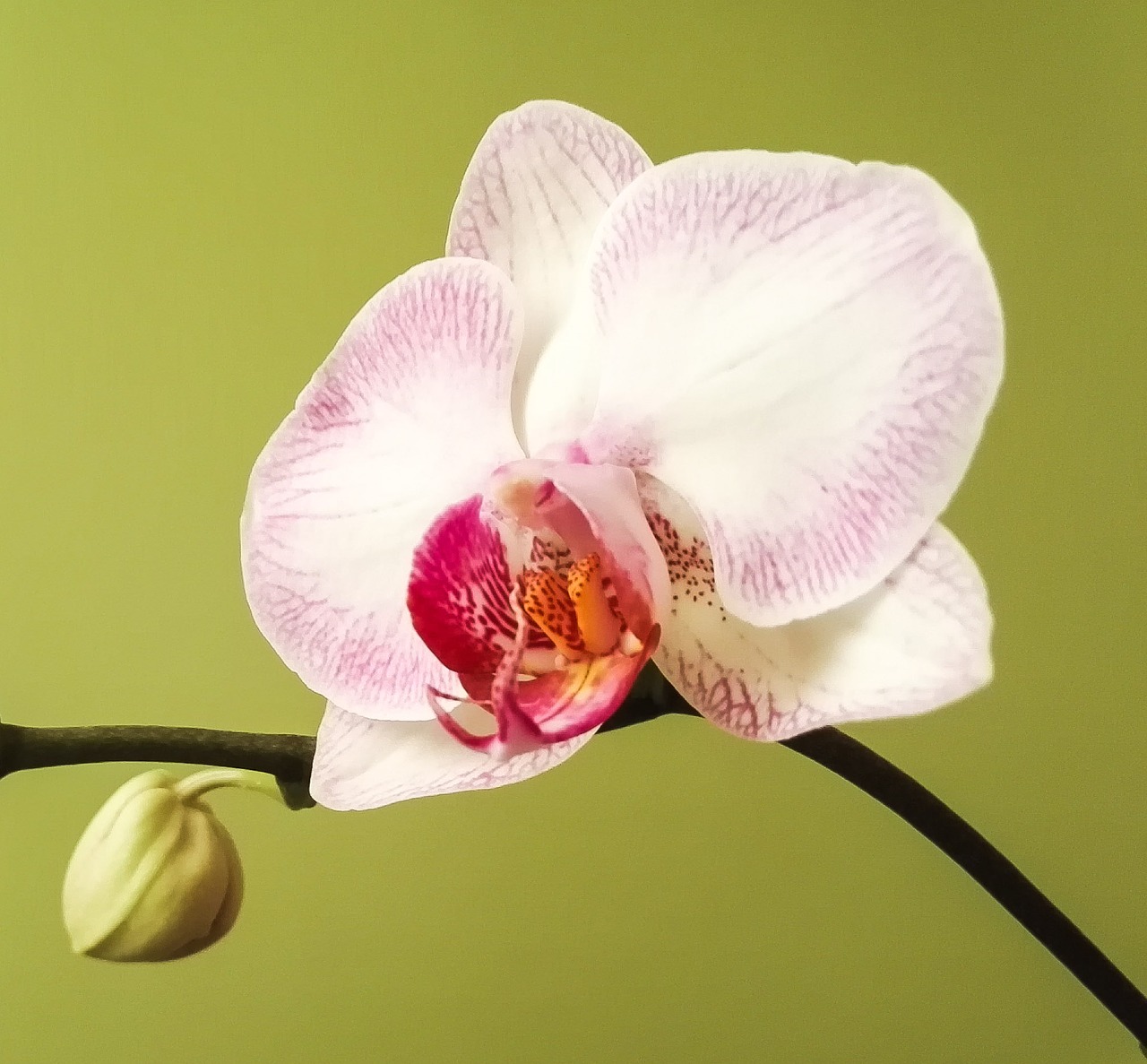 Orchidėja, Phalaenopsis, Žiedas, Žydėti, Balta Rožinė, Žydėti, Augalas, Gamta, Nemokamos Nuotraukos,  Nemokama Licenzija