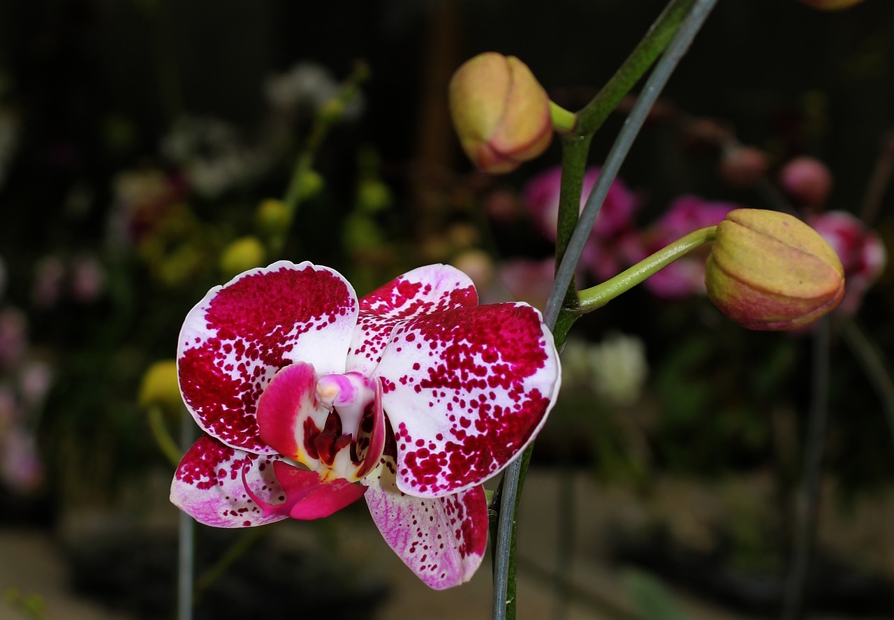 Orchidėja, Maroon, Augalas, Gėlė, Nemokamos Nuotraukos,  Nemokama Licenzija