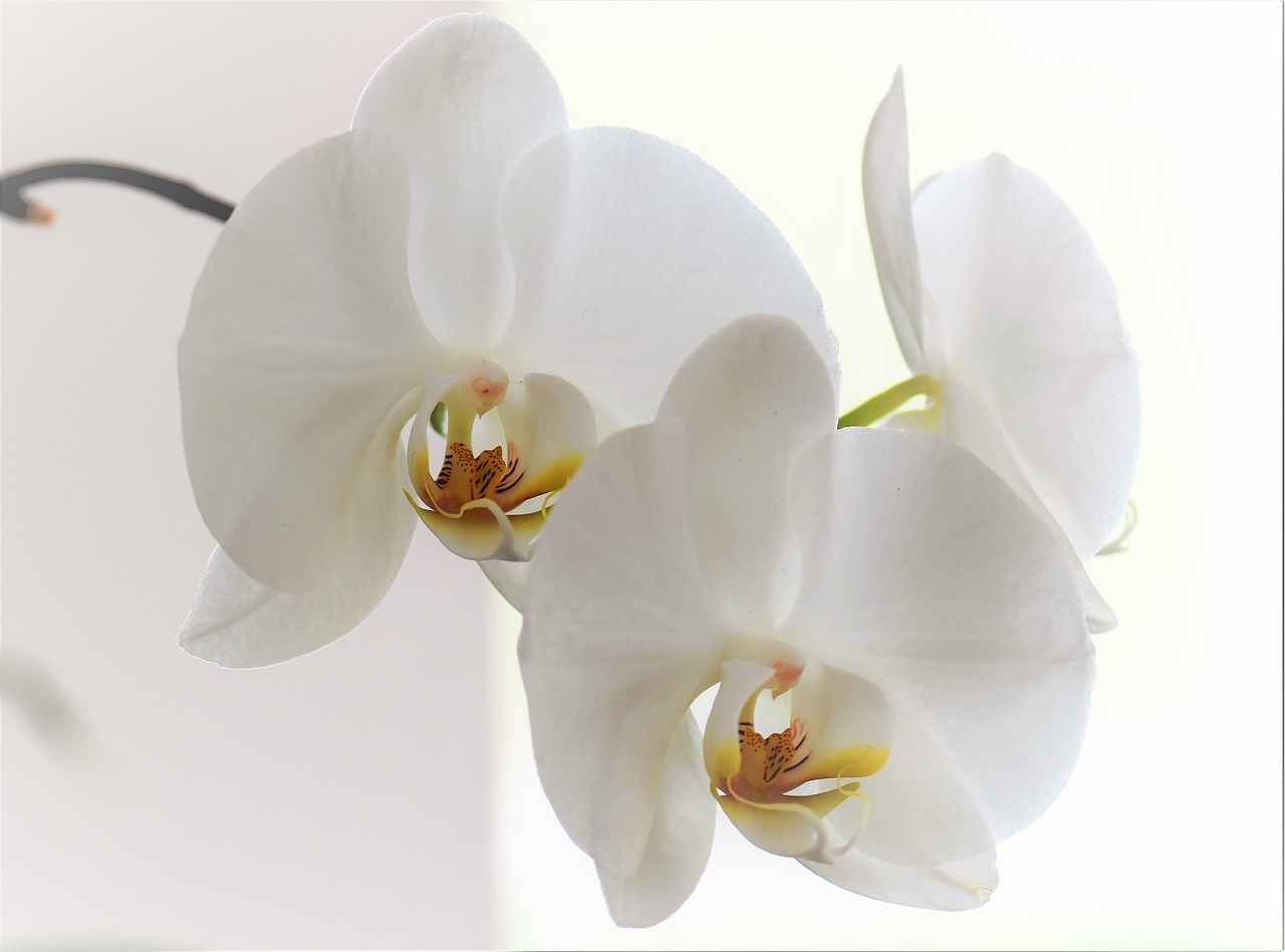 Orchidėja, Gėlė, Žiedas, Žydėti, Augalas, Gamta, Balta, Kambarinis Augalas, Balta Orchidėja, Orchidėjų Šiltnamiai