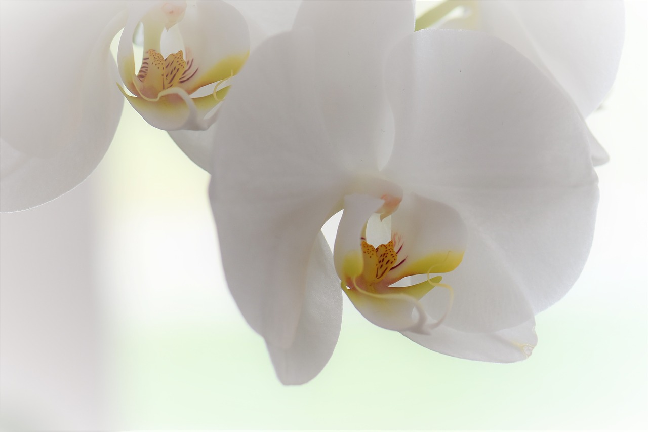 Orchidėja, Gėlė, Žiedas, Žydėti, Augalas, Gamta, Balta, Kambarinis Augalas, Balta Orchidėja, Orchidėjų Šiltnamiai