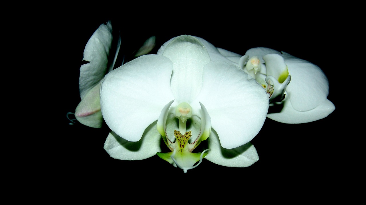 Orchidėja, Kambario Augalas, Balta Gėlė, Nemokamos Nuotraukos,  Nemokama Licenzija