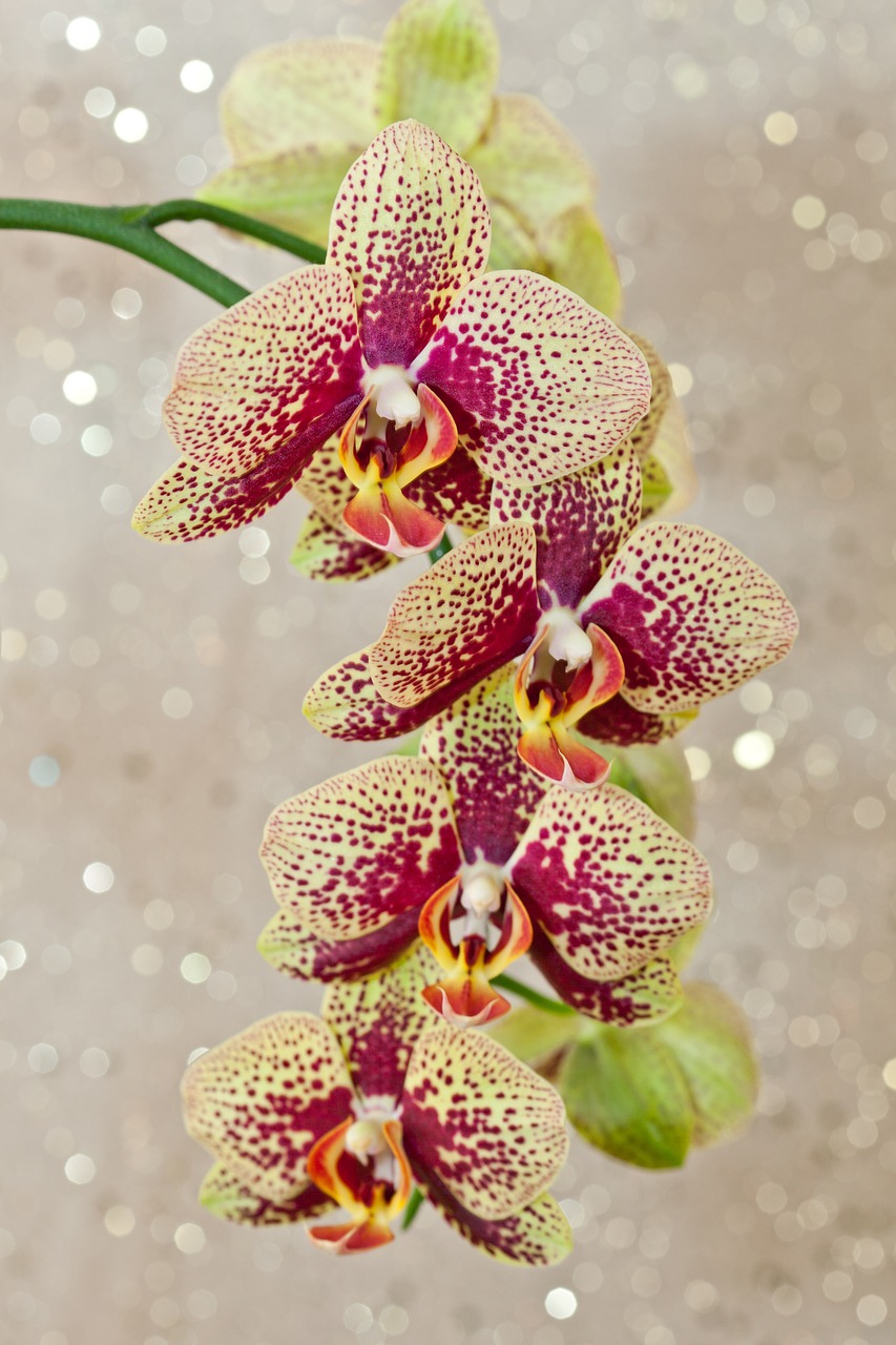 Orchidėja, Phalaenopsis, Gėlė, Žydėti, Makro, Augalas, Šviesus, Gražus, Graži Gėlė, Gėlės