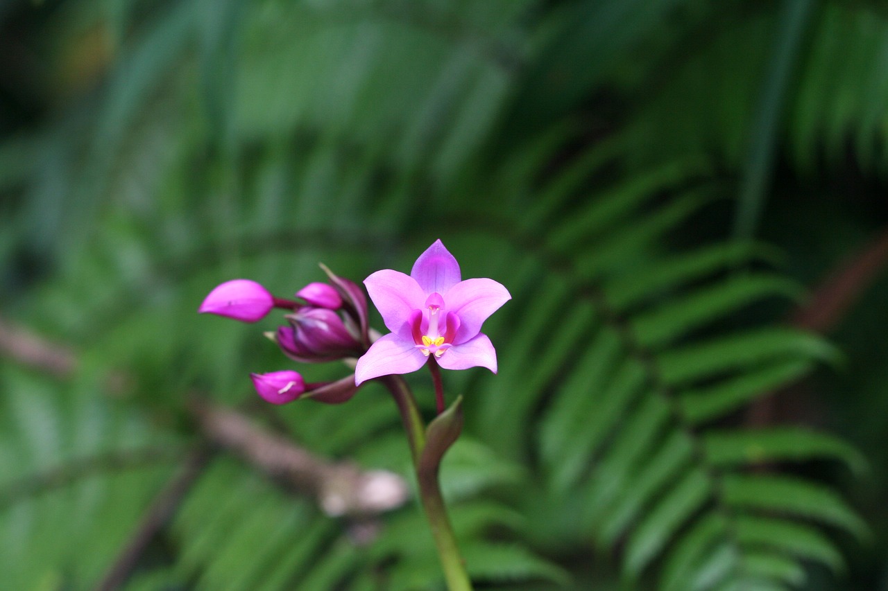 Orchidėja, Atogrąžų, Gvadelupa, Nemokamos Nuotraukos,  Nemokama Licenzija