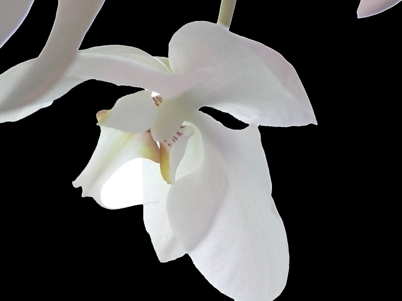 Orchidėja, Balta, Gėlė, Žiedas, Žydėti, Balta Violetinė, Laukinė Orchidėja, Balta Orchidėja, Augalas, Orchidėjų Pieva