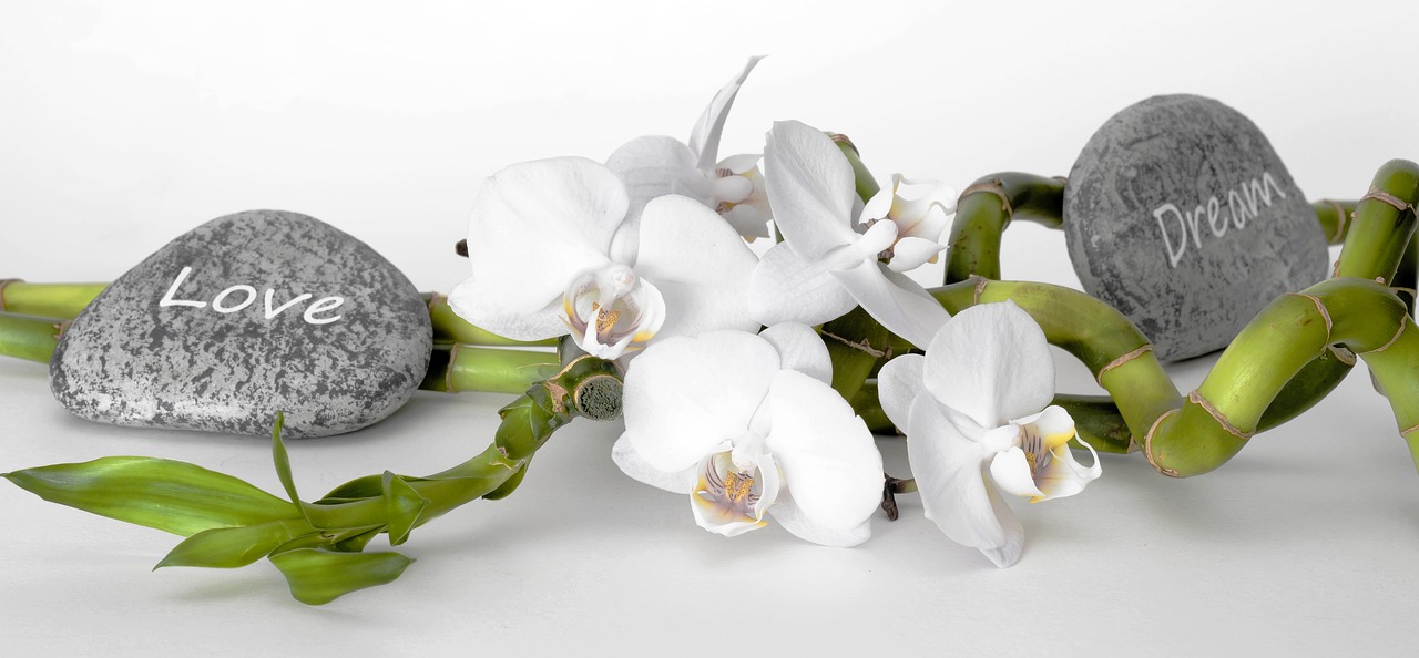 Orchidėja, Orchidėjų Gėlė, Bambukas, Laimingas Bambukas, Atsipalaidavimas, Atsigavimas, Balansas, Atsipalaiduoti, Sveikata, Į Sveikatą