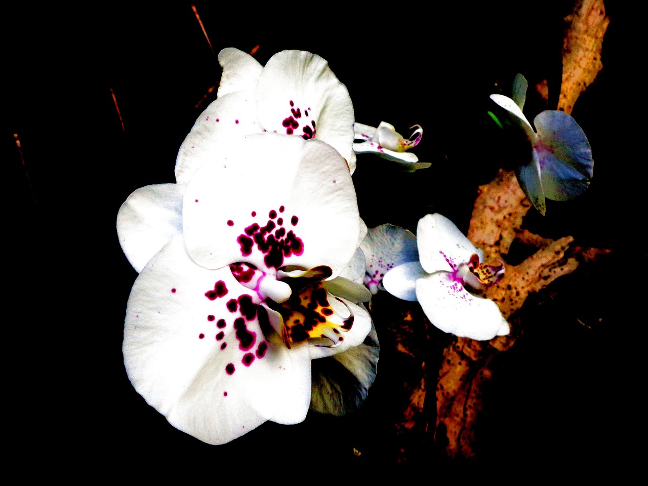 Orchidėja, Balta Violetinė, Uždaryti, Nemokamos Nuotraukos,  Nemokama Licenzija