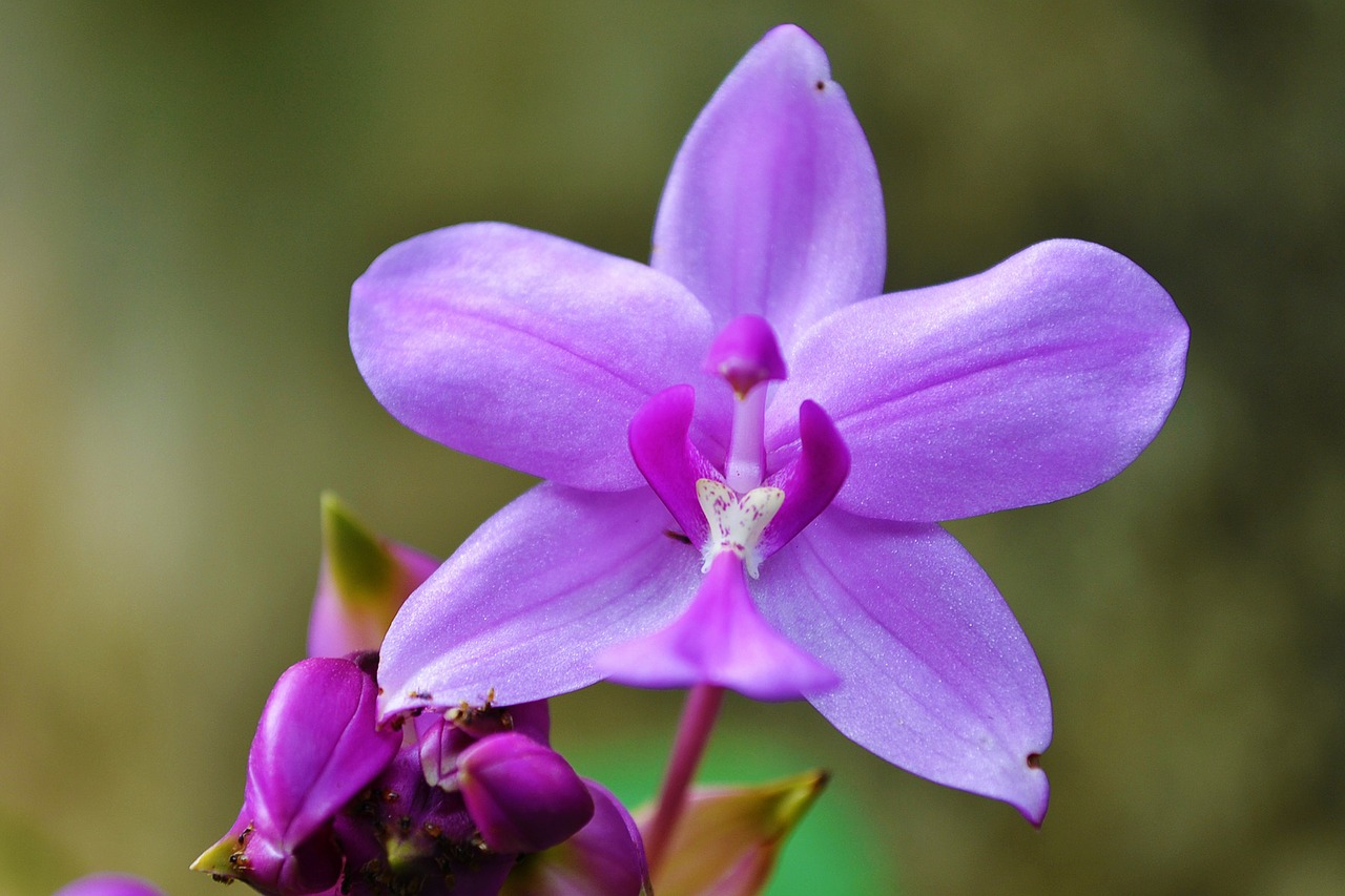Orchidėja, Violetinė Orchidėja, Sodas, Šri Lanka, Mawanella, Ceilonas, Nemokamos Nuotraukos,  Nemokama Licenzija