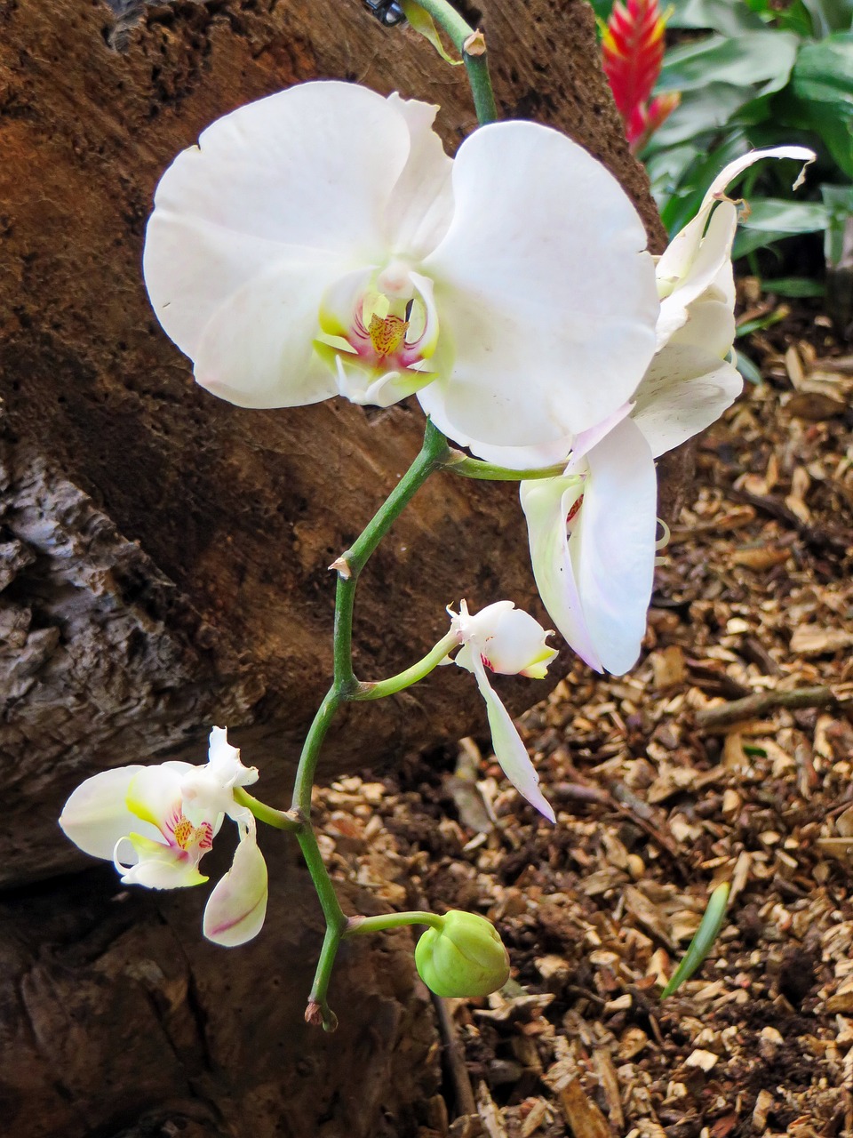 Orchidėja, Balta Gėlė, Cymbidium, Žydėjimas, Augalas, Žiedlapiai, Orchidaceae, Egzotiškas, Nemokamos Nuotraukos,  Nemokama Licenzija