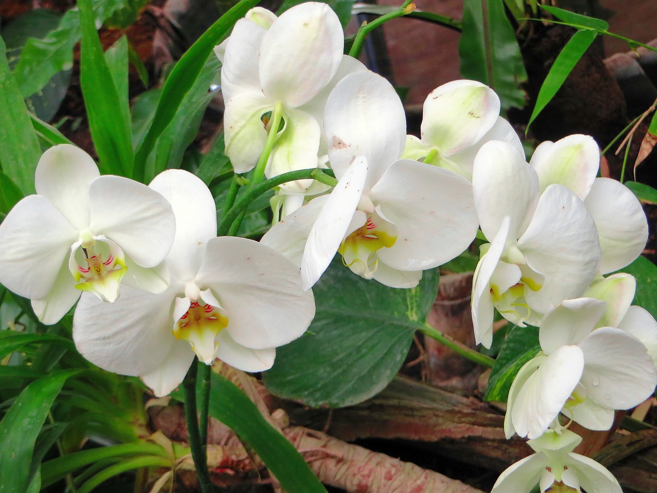 Orchidėja, Balta Gėlė, Cymbidium, Žydėjimas, Augalas, Žiedlapiai, Orchidaceae, Egzotiškas, Nemokamos Nuotraukos,  Nemokama Licenzija