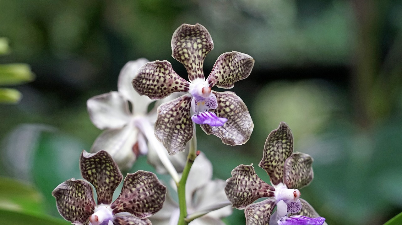 Orchidėja, Botanikos Sodas, Singapūras, Augalas, Atogrąžų, Parkas, Gėlė, Nemokamos Nuotraukos,  Nemokama Licenzija