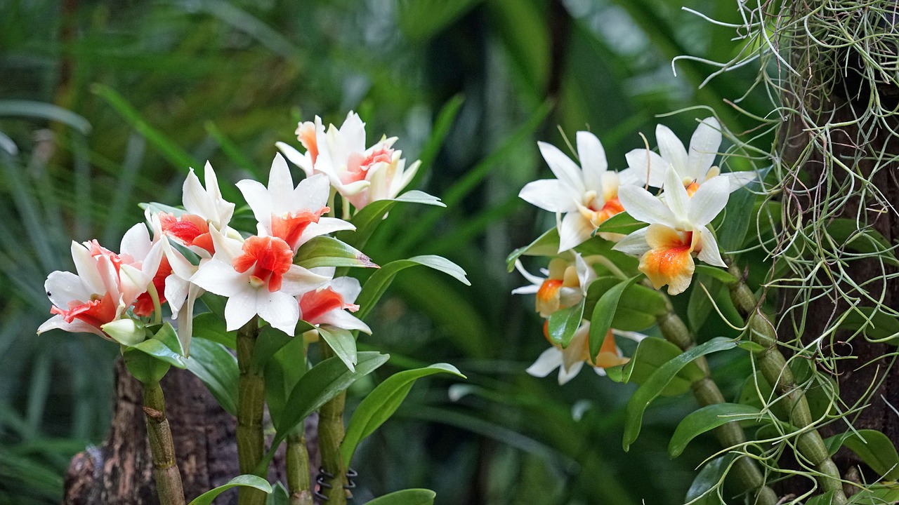 Orchidėja, Botanikos Sodas, Singapūras, Augalas, Atogrąžų, Parkas, Gėlė, Nemokamos Nuotraukos,  Nemokama Licenzija