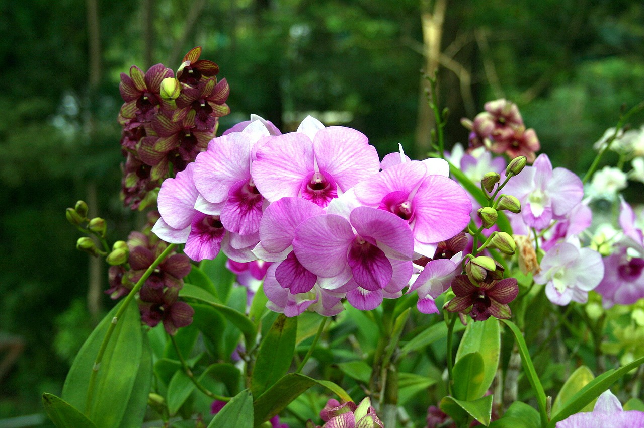 Orchidėja, Gėlė, Orchisa, Nemokamos Nuotraukos,  Nemokama Licenzija