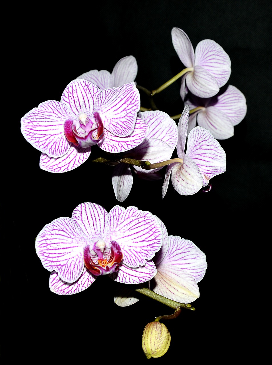 Orchidėja, Violetinė Balta, Žiedas, Žydėti, Kambariniai Augalai, Nemokamos Nuotraukos,  Nemokama Licenzija