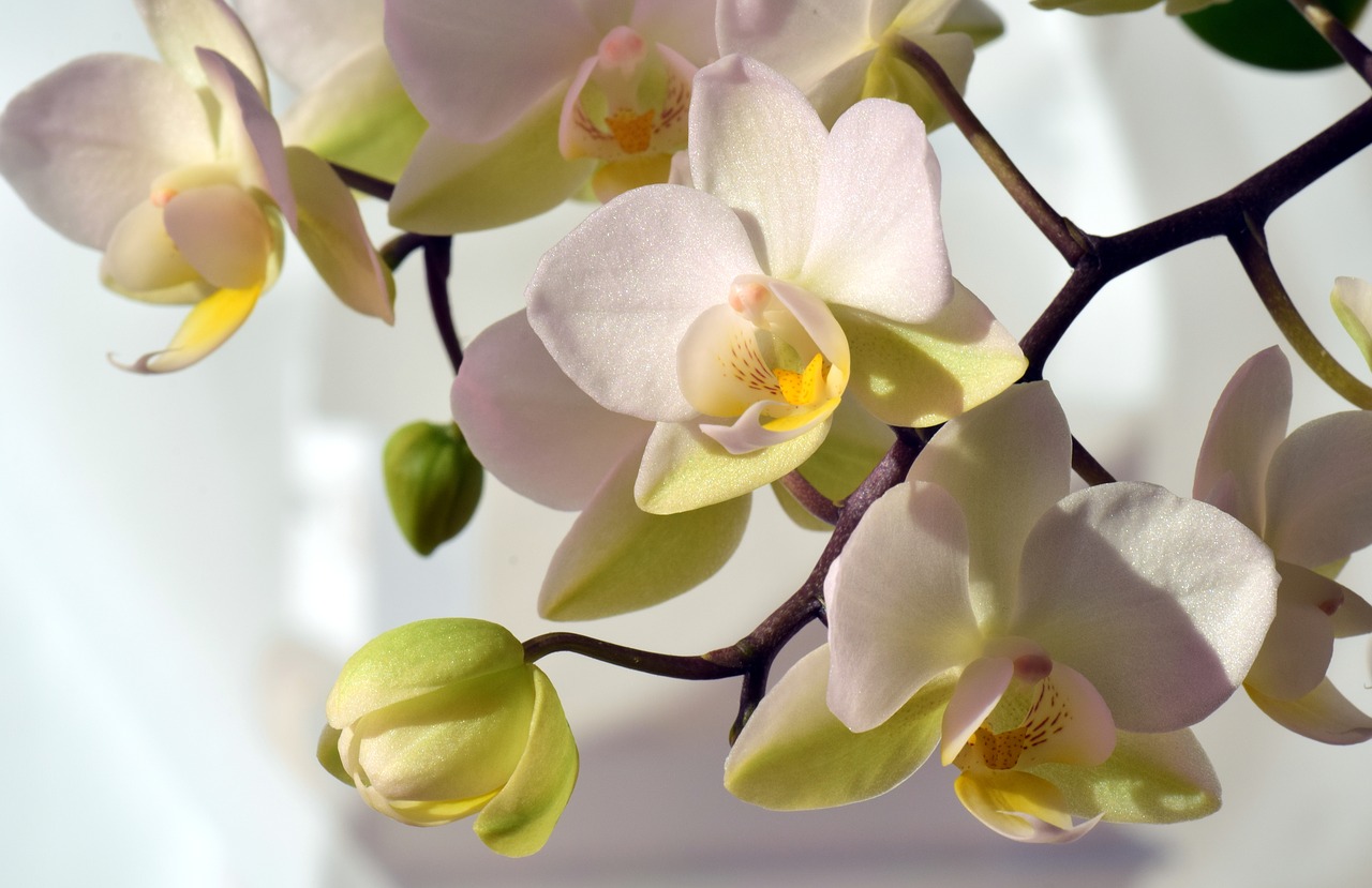 Orchidėja, Balta, Balta Orchidėja, Gėlė, Žiedas, Žydėti, Gražus, Orchidėjų Šaka, Laukinė Orchidėja, Uždaryti