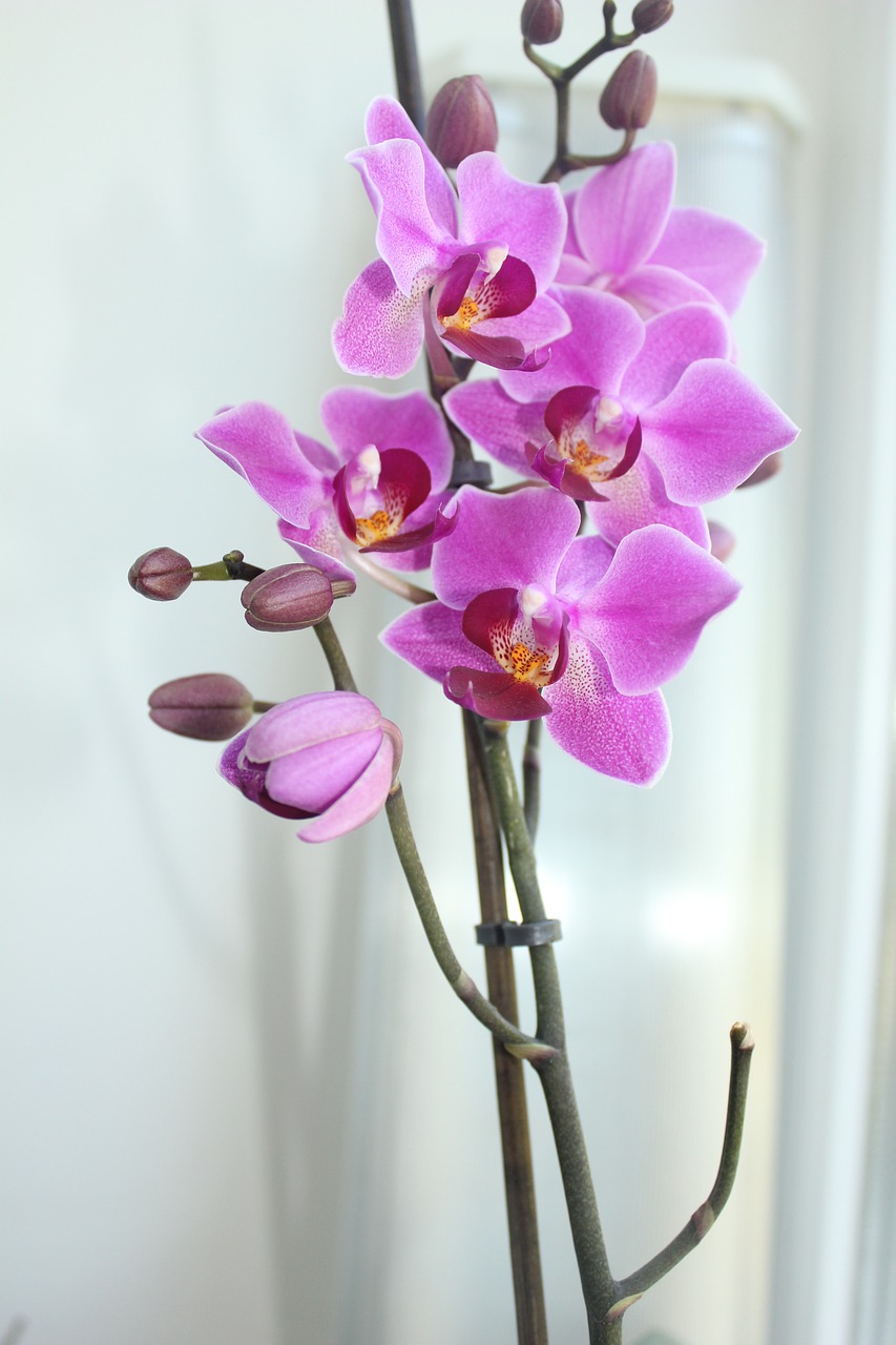 Orchidėja, Phalaenopsis, Graži Gėlė, Nemokamos Nuotraukos,  Nemokama Licenzija