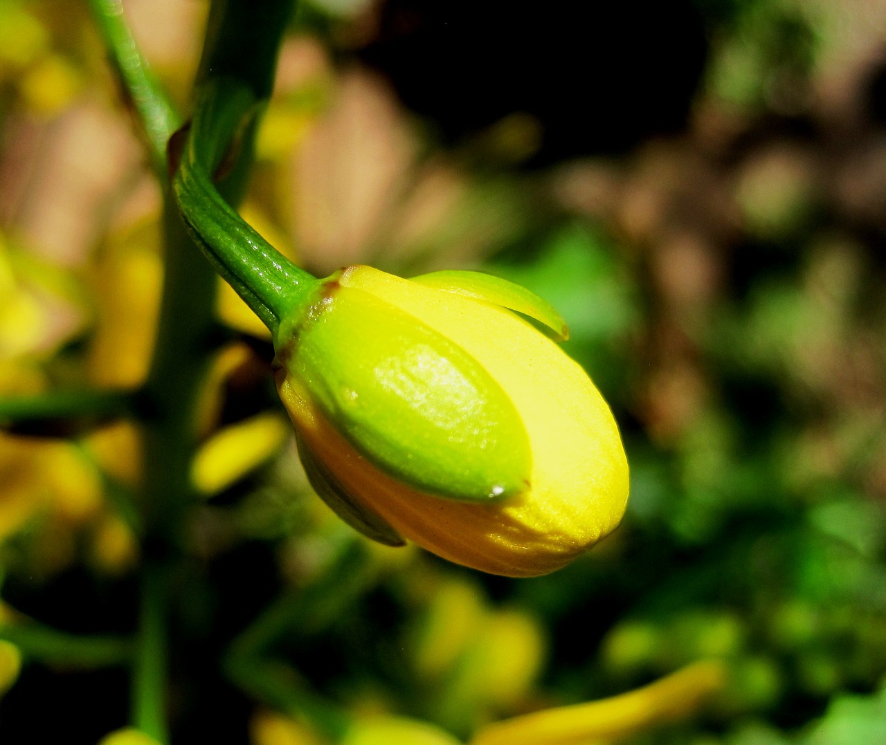 Orchidėja, Gėlė, Budas, Wildflower, Gėlių, Augalas, Natūralus, Žiedas, Žydėti, Žiedlapis