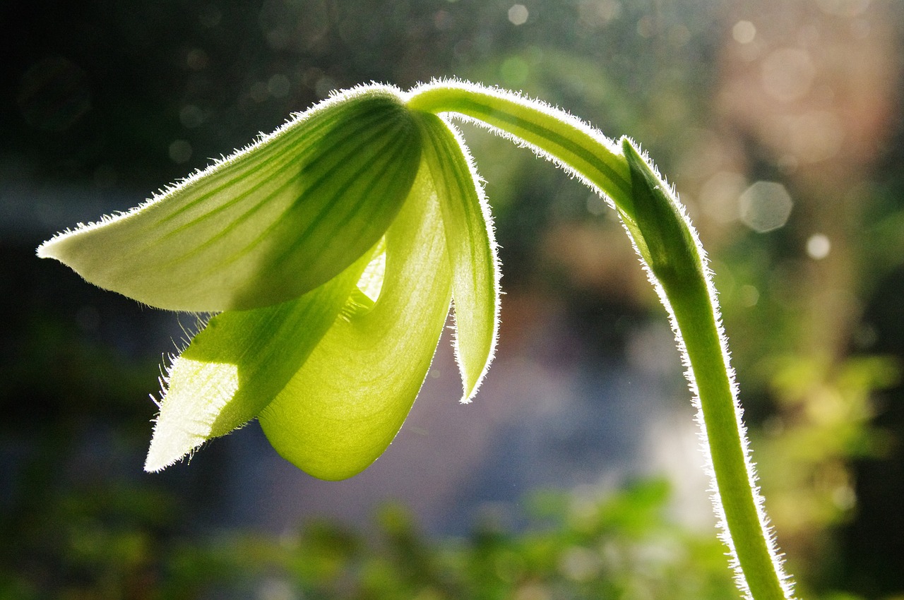 Orchidėja, Gėlė, Žalias, Nemokamos Nuotraukos,  Nemokama Licenzija