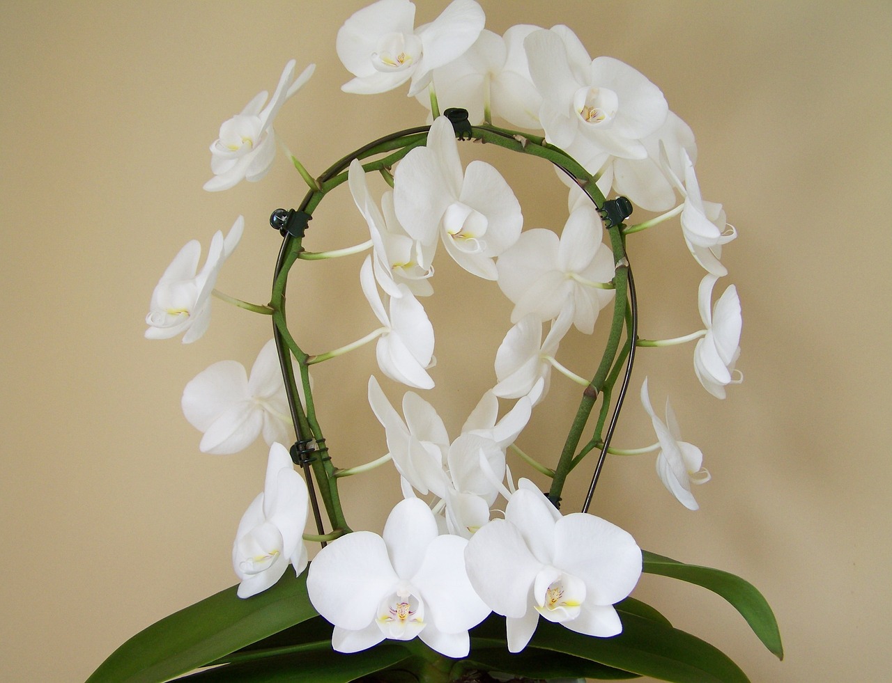 Orchidėja, Balta Gėlė, Kambario Augalas, Nemokamos Nuotraukos,  Nemokama Licenzija