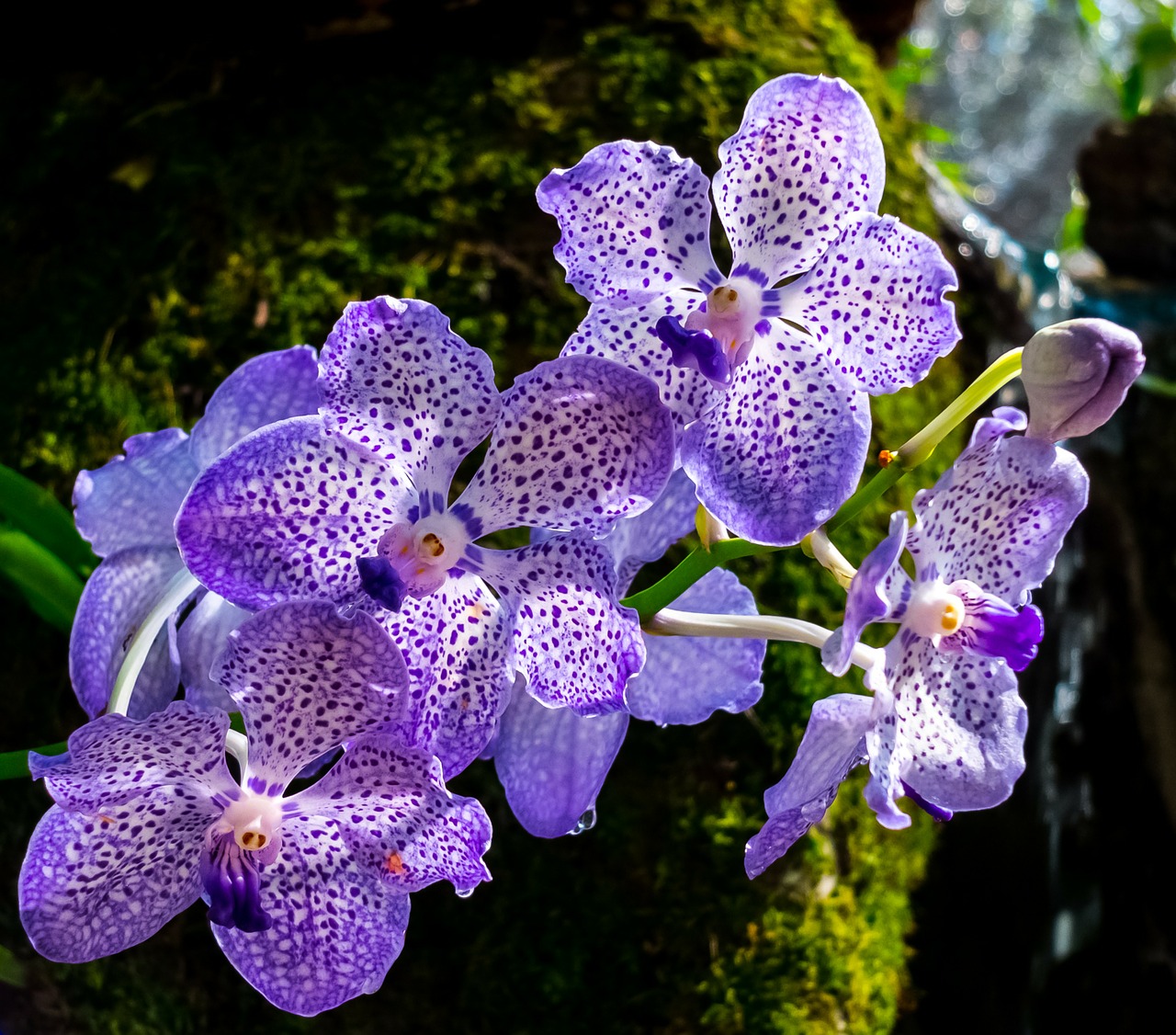 Orchidėja, Gėlė, Žiedas, Žydėti, Violetinė, Nemokamos Nuotraukos,  Nemokama Licenzija