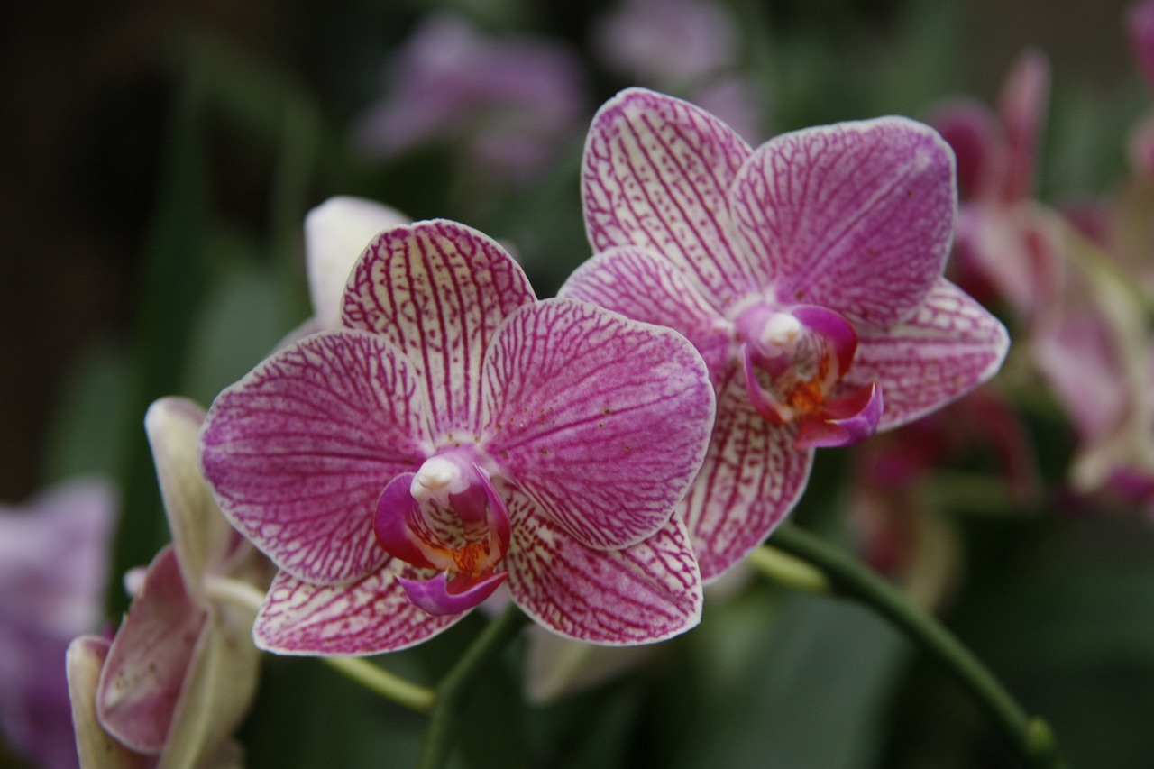 Orchidėja, Phalaenopsis, Sodas, Nemokamos Nuotraukos,  Nemokama Licenzija