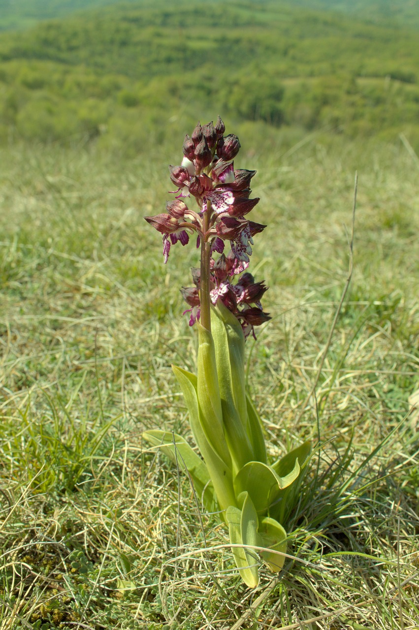 Orchidėja, Aveyron, Gėlė, Pavasaris, Nemokamos Nuotraukos,  Nemokama Licenzija
