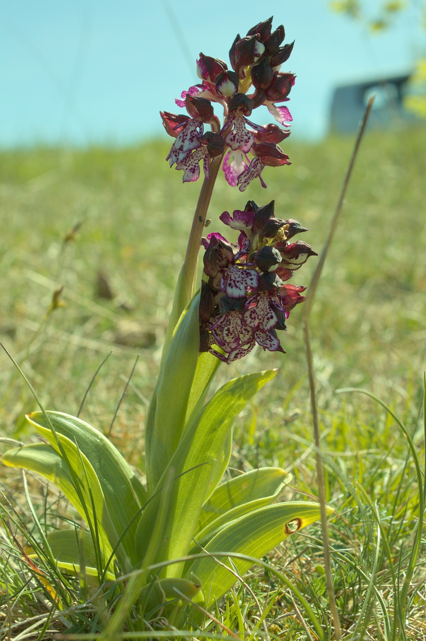 Orchidėja, Aveyron, Gėlė, Pavasaris, Nemokamos Nuotraukos,  Nemokama Licenzija