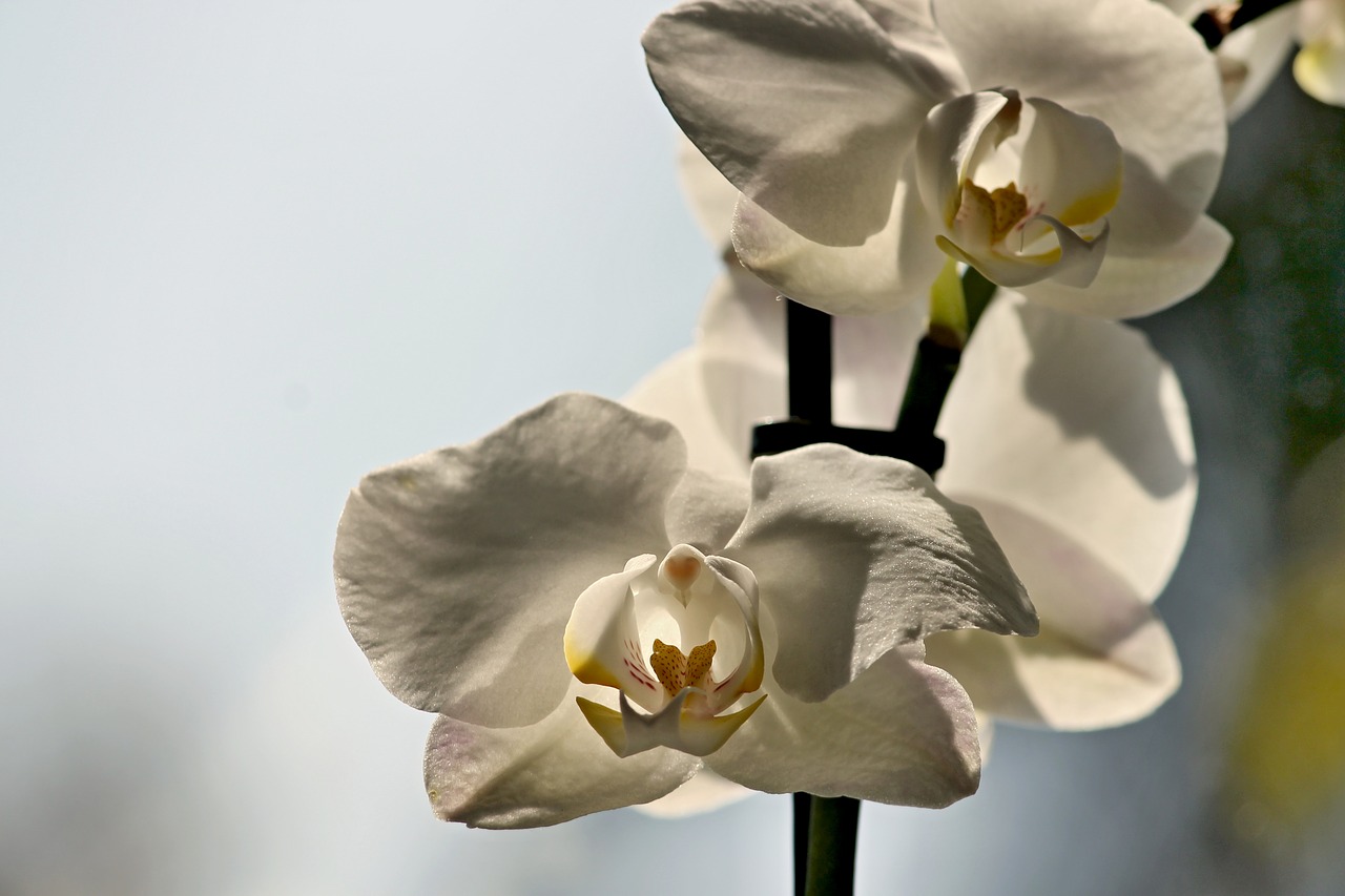 Orchidėja, Žiedas, Žydėti, Uždaryti, Augalas, Phalaenopsis, Balta, Atogrąžų, Filigranas, Panicle