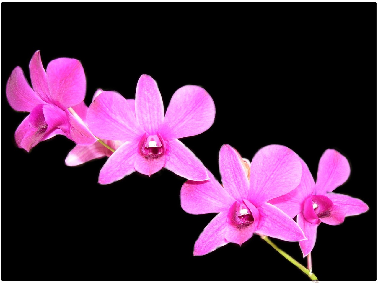 Orchidėja, Gėlė, Violetinė, Fonas, Gamta, Gėlių, Žiedas, Žiedlapis, Spa, Natūralus