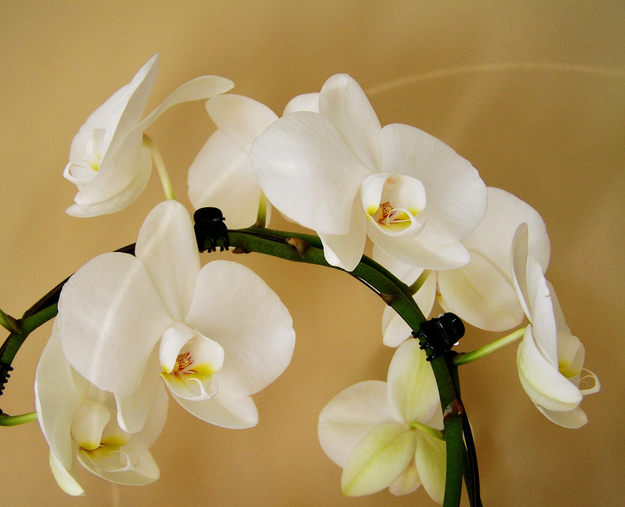 Orchidėja, Balta, Kambario Augalas, Nemokamos Nuotraukos,  Nemokama Licenzija