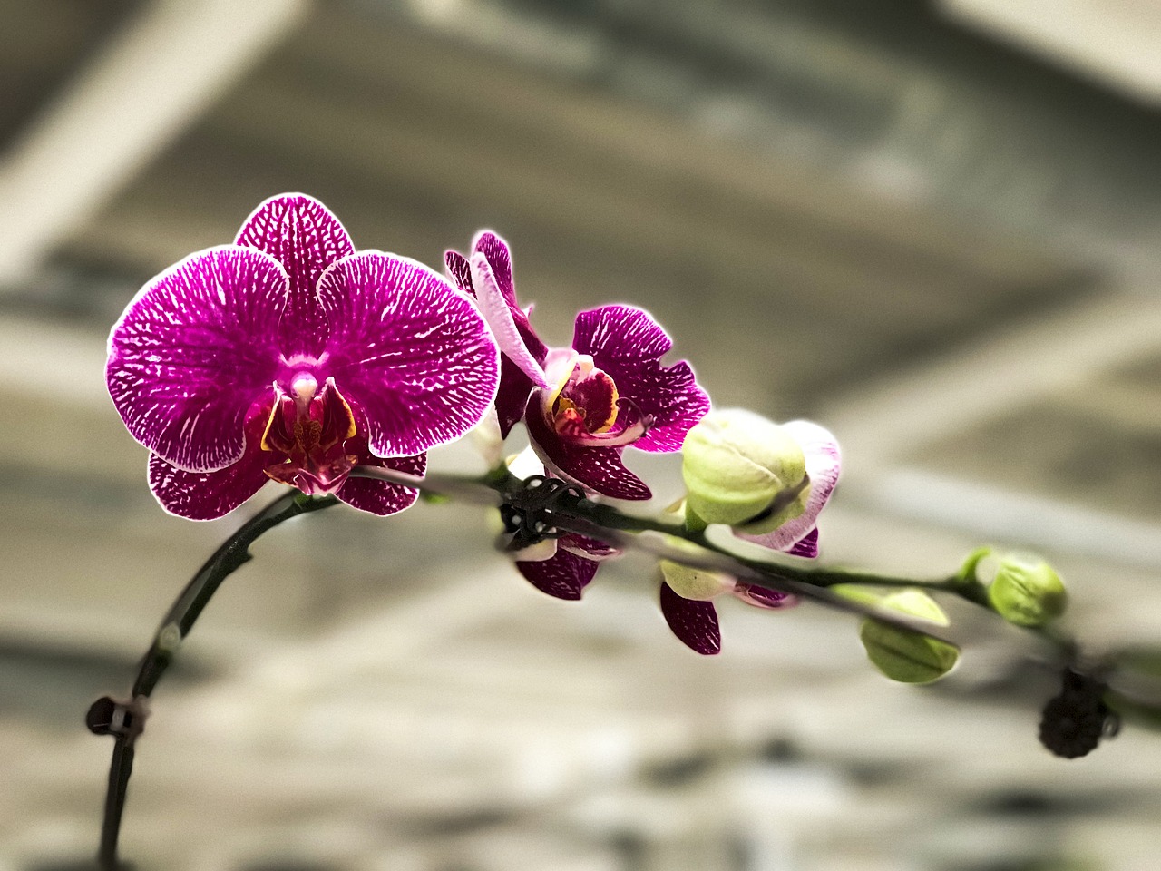 Orchidėja, Asija, Gėlė, Žydėjimas, Spalvinga, Pieva, Singapūras, Gėlių, Gamta, Pavasaris