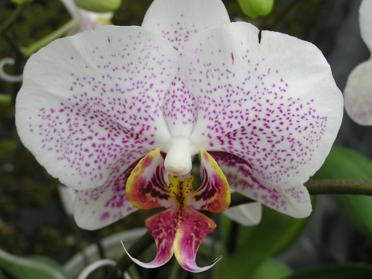 Orchidėja, Gėlė, Rožinė Orchidėja, Phalaenopsis, Žiedlapiai, Nemokamos Nuotraukos,  Nemokama Licenzija