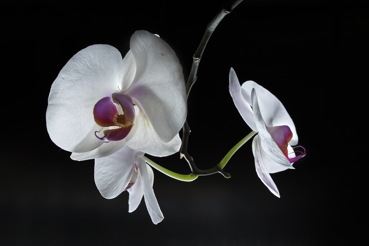 Orchidėja, Gėlė, Gėlių, Žiedas, Žydėti, Augalas, Gamta, Balta, Žiedlapis, Natūralus