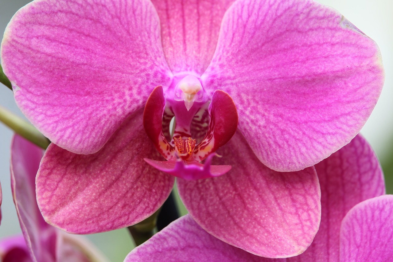 Orchidėja, Rožinis, Žiedas, Žydėti, Augalas, Gėlė, Kambarinis Augalas, Žydėti, Nemokamos Nuotraukos,  Nemokama Licenzija