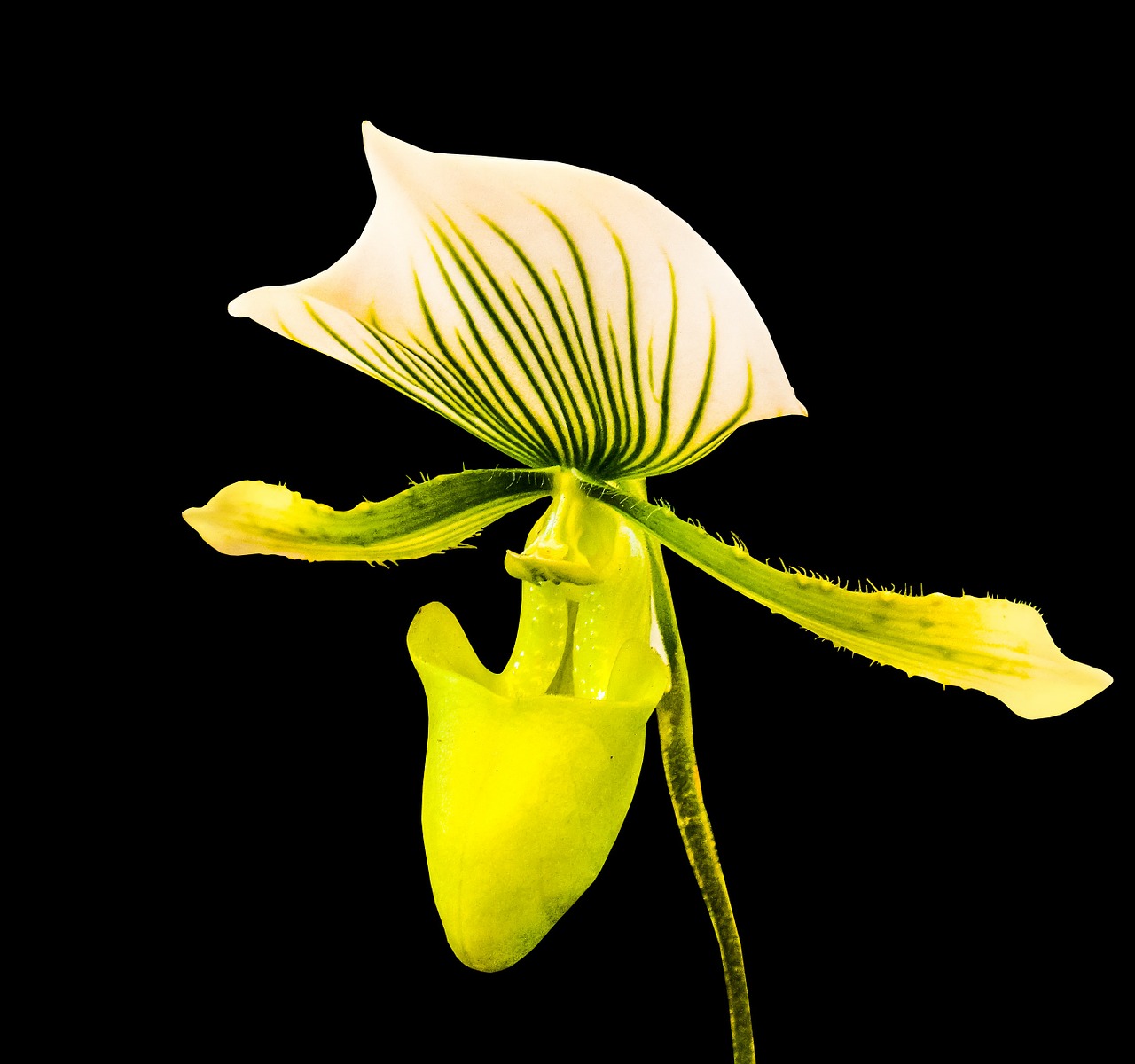 Orchidėja, Žiedas, Žydėti, Gėlė, Žalia Balta, Nemokamos Nuotraukos,  Nemokama Licenzija