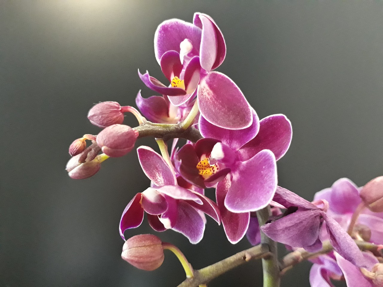 Orchidėja, Gėlė, Gamta, Nemokamos Nuotraukos,  Nemokama Licenzija