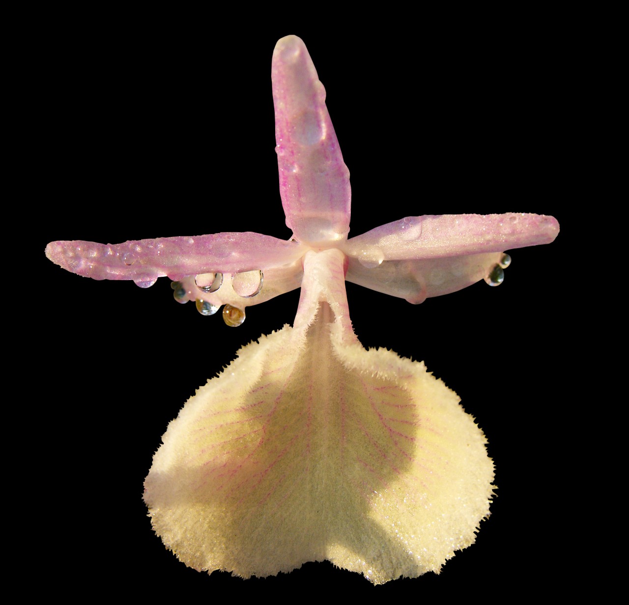 Orchidėja, Laukinė Orchidėja, Balta Violetinė, Nemokamos Nuotraukos,  Nemokama Licenzija