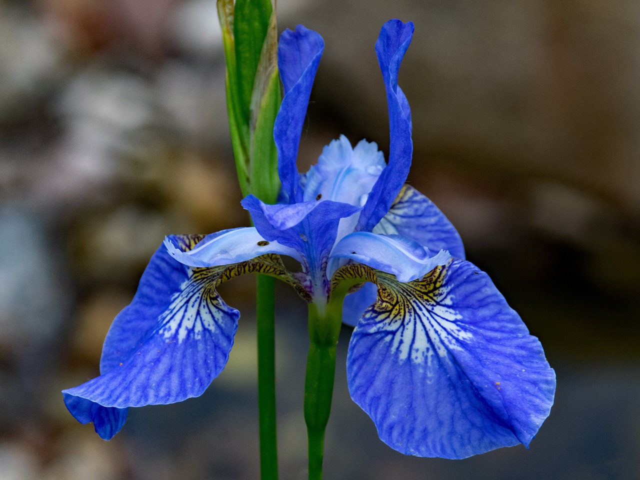 Orchidėja, Gėlės, Mėlynas, Žiedas, Žydėti, Gamta, Augalas, Nemokamos Nuotraukos,  Nemokama Licenzija