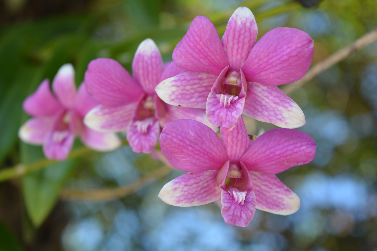 Orchidėja, Tajų Orchidėja, Gėlė, Gėlės, Tajų Orchidėjų Gėlės, Gausiai Rožinė, Nemokamos Nuotraukos,  Nemokama Licenzija