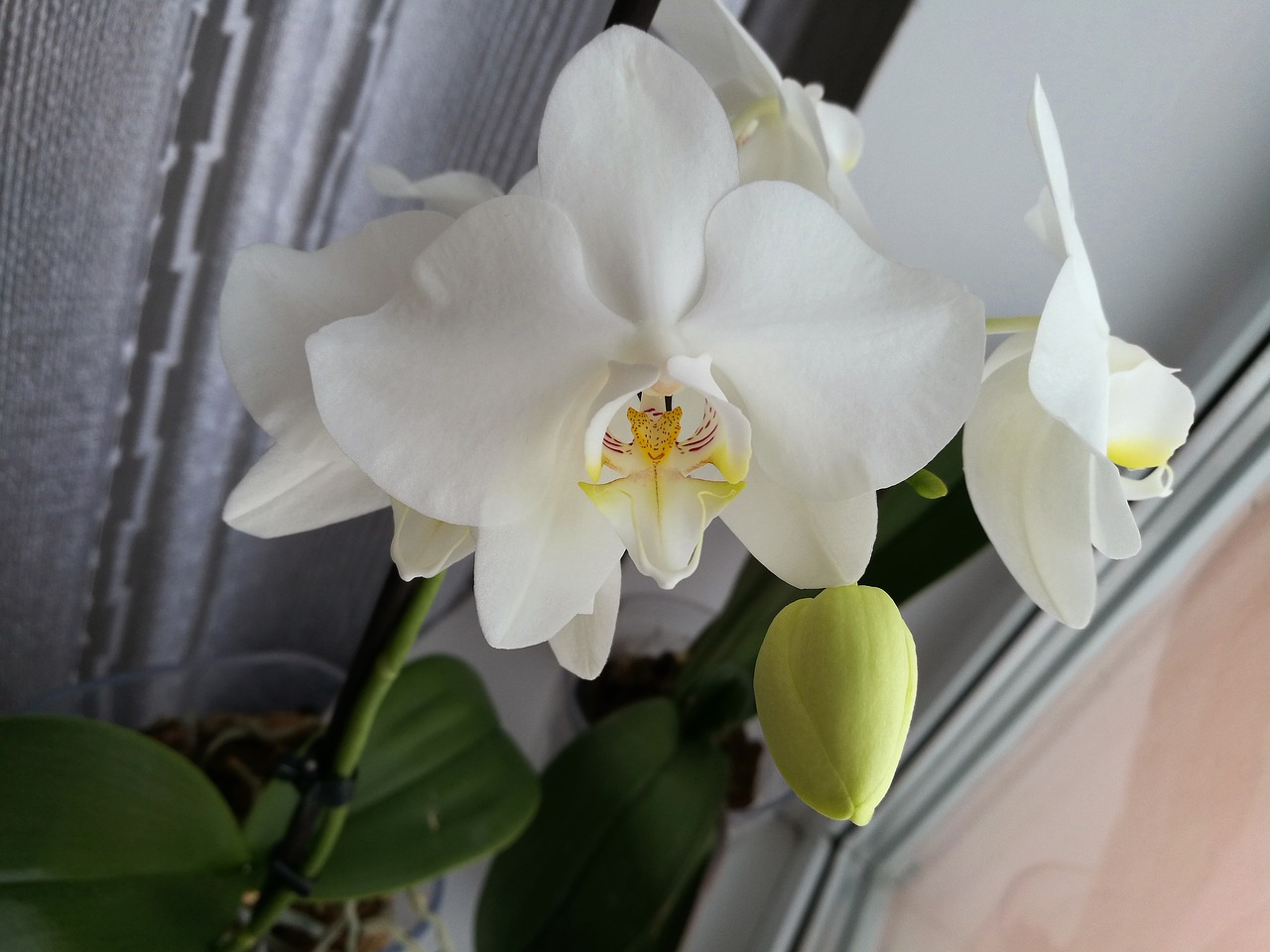 Orchidėja, Balta Orchidėja, Makro, Augalas, Tropiniai Augalai, Graži Gėlė, Gėlių Orchidėja, Gėlės, Nemokamos Nuotraukos,  Nemokama Licenzija