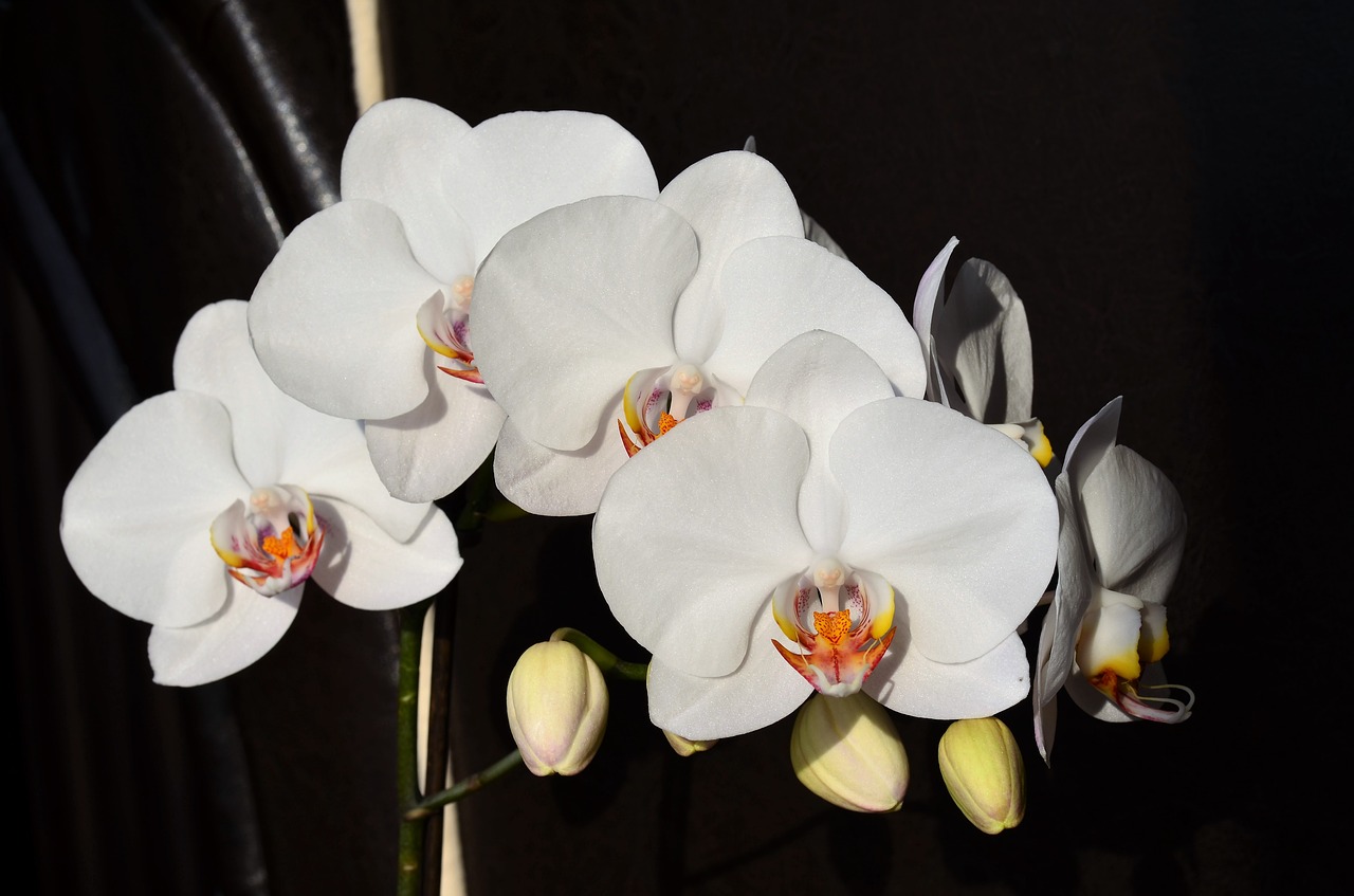 Orchidėja, Balta, Gėlė, Gamta, Augalas, Gražus, Dekoratyviniai Augalai, Makro, Gelės Vazonas, Graži Gėlė