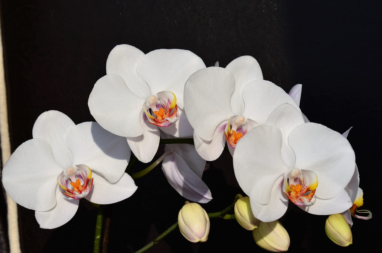 Orchidėja, Balta, Gėlė, Gamta, Augalas, Gražus, Dekoratyviniai Augalai, Makro, Gelės Vazonas, Graži Gėlė