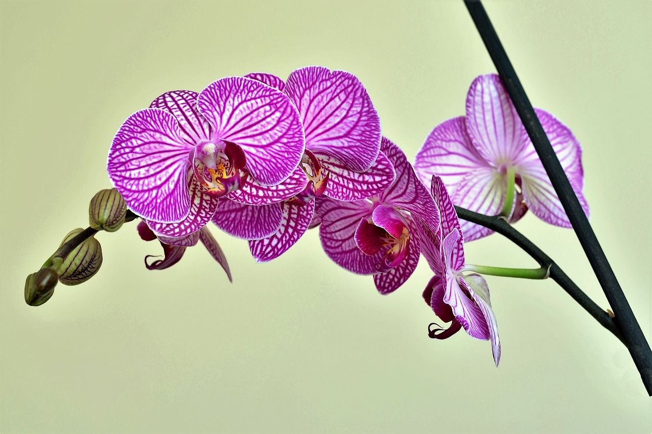 Orchidėja, Lila, Gėlė, Gamta, Augalas, Gražus, Dekoratyviniai Augalai, Makro, Gelės Vazonas, Graži Gėlė