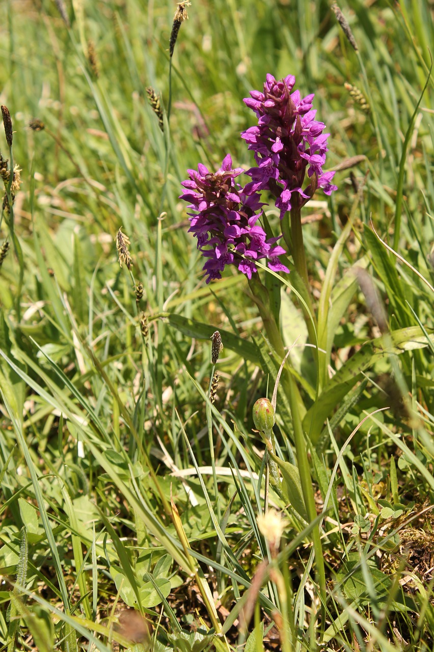 Orchidėja, Orchidėja Durpių Dirvožemyje, Dvi Orchidėjų Gėlės, Nemokamos Nuotraukos,  Nemokama Licenzija