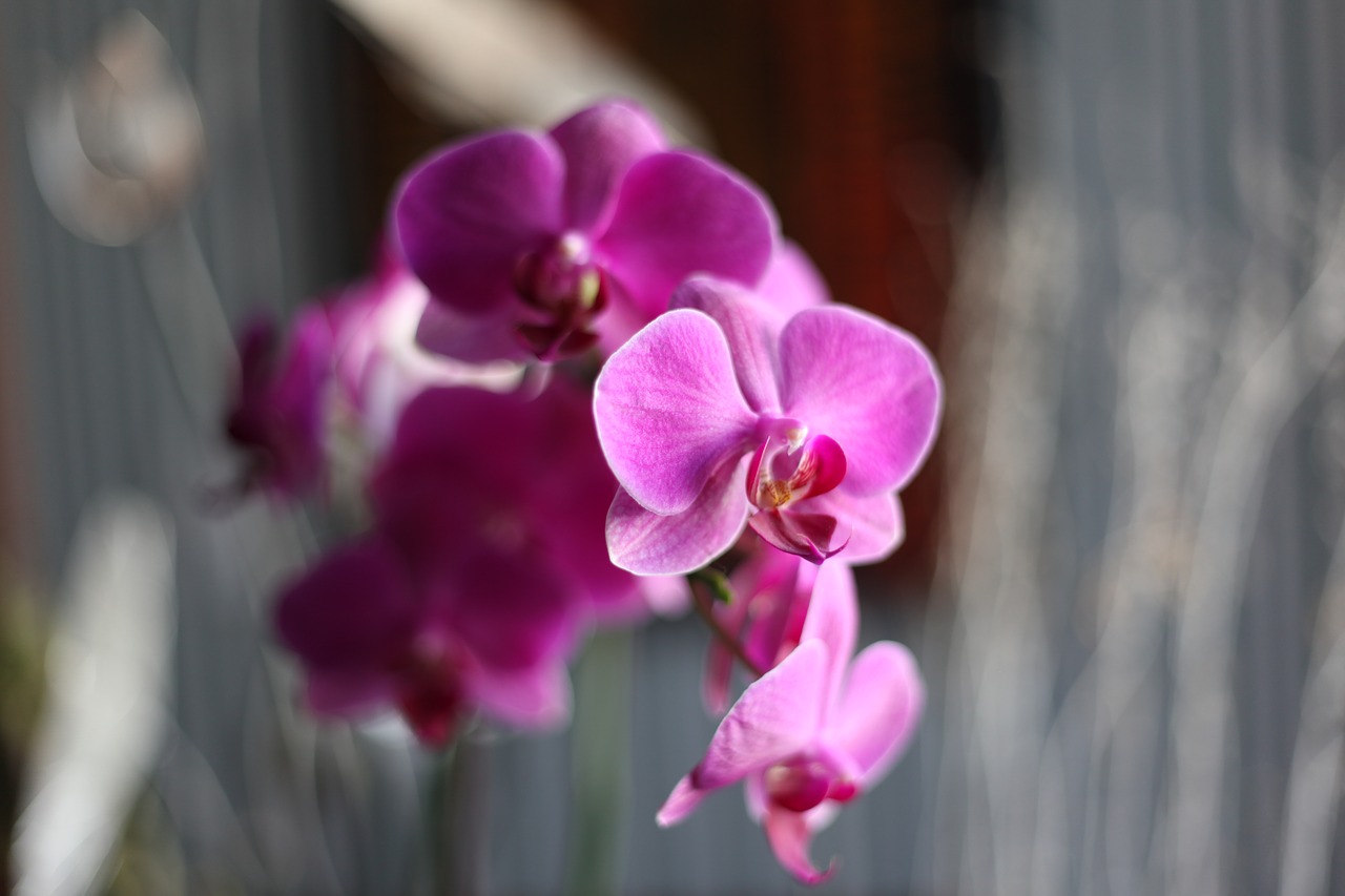 Orchidėja, Rožinis, Gėlė, Nemokamos Nuotraukos,  Nemokama Licenzija