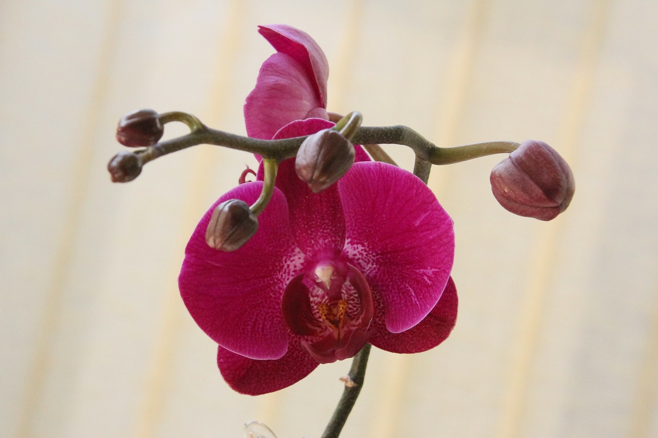 Orchidėja, Raudona, Žiedas, Žydėti, Nemokamos Nuotraukos,  Nemokama Licenzija