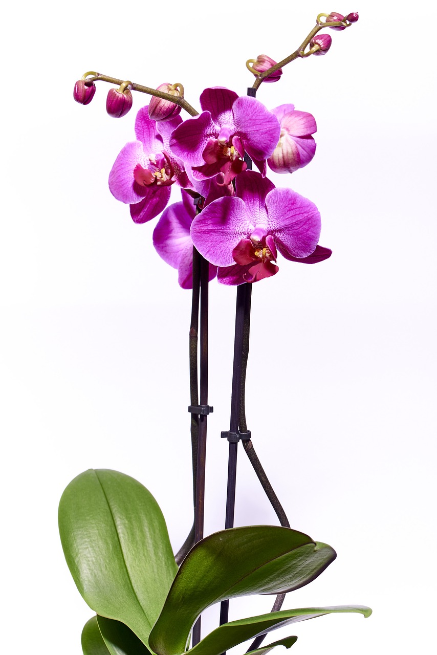 Orchidėja, Gėlė, Violetinė, Gamta, Makro, Budas, Žiedlapis, Augalas, Uždaryti, Laukinė Orchidėja