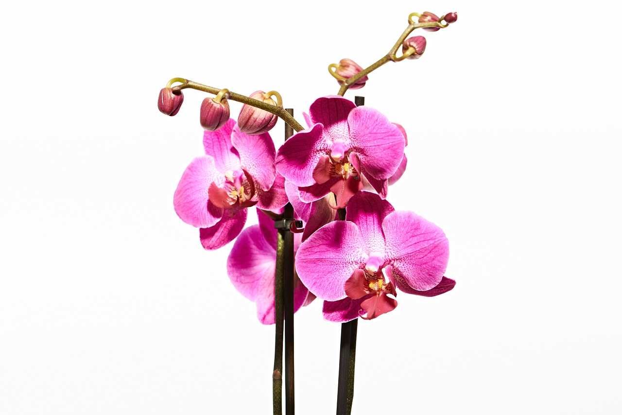 Orchidėja, Gėlė, Žiedas, Žydėti, Gamta, Violetinė, Makro, Budas, Žiedlapis, Augalas