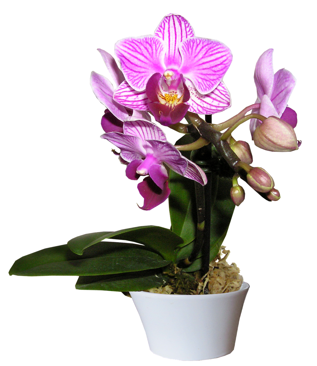 Orchidėja, Puodą, Supjaustyti, Out, Nemokamos Nuotraukos,  Nemokama Licenzija