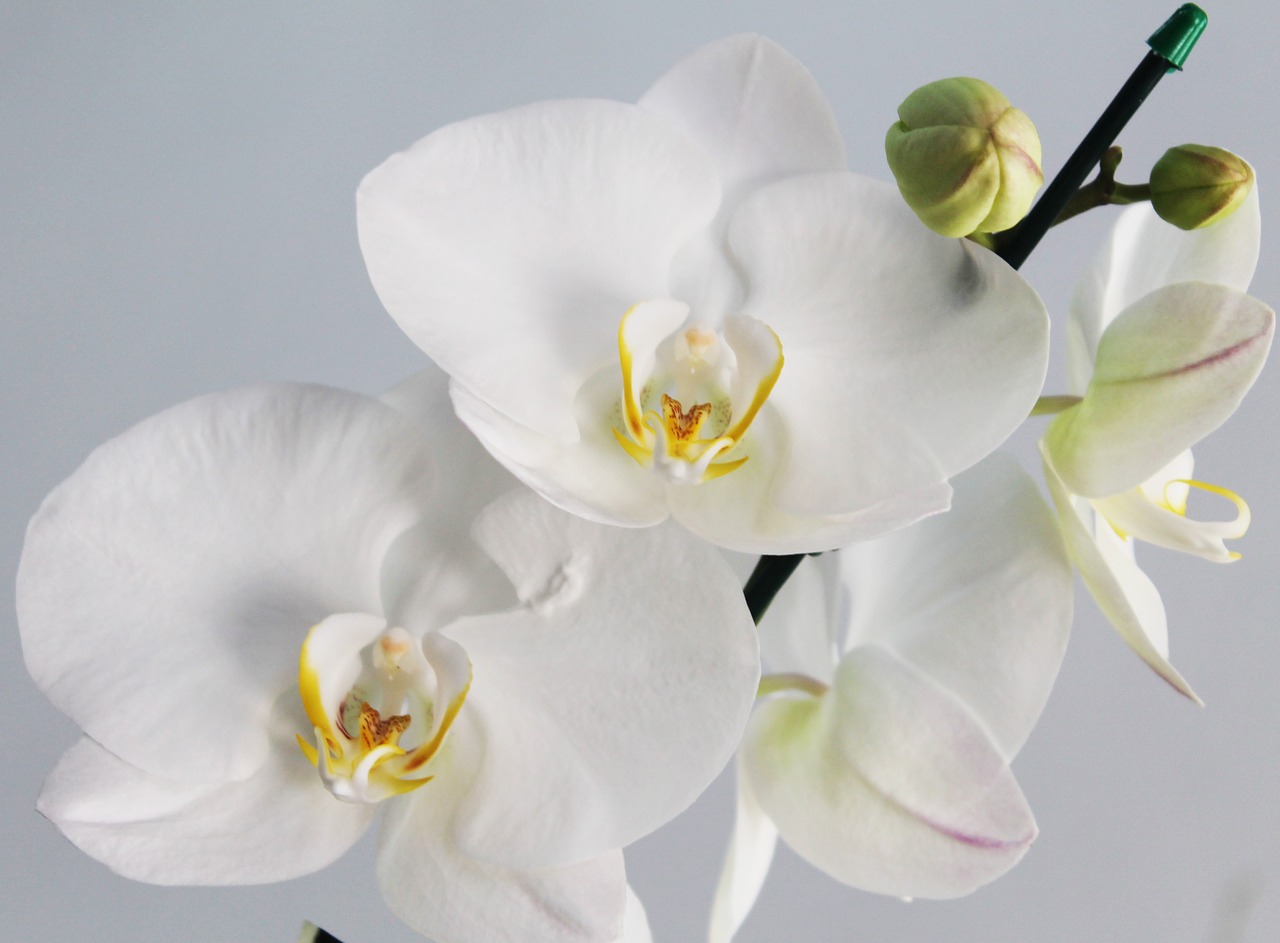 Orchidėja, Gėlė, Gėlės, Balta, Grynumas, Augalas, Gamta, Balta Gėlė, Nemokamos Nuotraukos,  Nemokama Licenzija