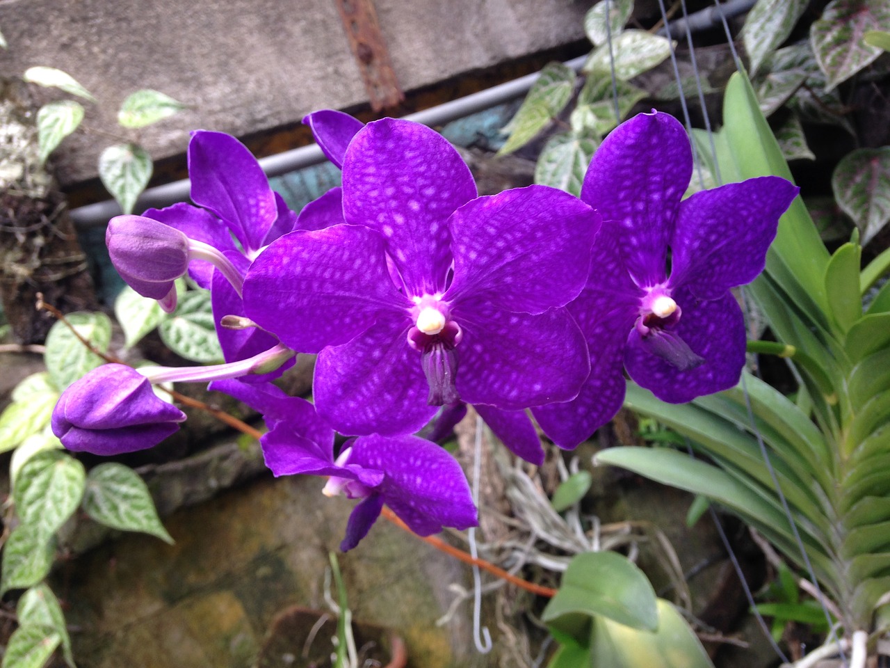 Orchidėja, Phacara Malonumas, Mėlyna Orchidėja, Gėlė, Gėlių, Nemokamos Nuotraukos,  Nemokama Licenzija